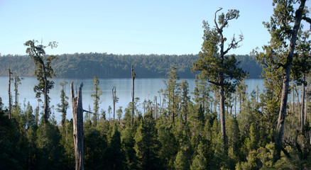 Tree Top Walk, Hokitika, New Zealand on the wild West coast