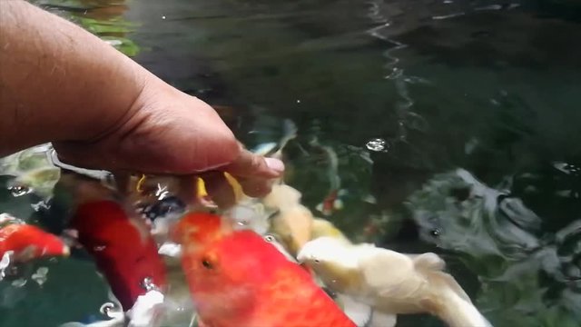 Koi fish . aka nishikigoi and brocaded carp are ornamental varieties of domesticated common carp, Cyprinus carpio that are kept for decorative purposes in outdoor koi ponds or water gardens