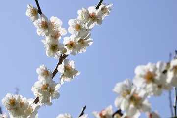 梅の花