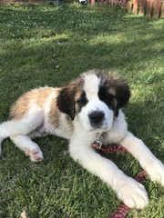 Wet Saint Bernard Puppy