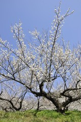 Obraz premium 梅の花