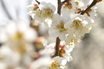 梅の花