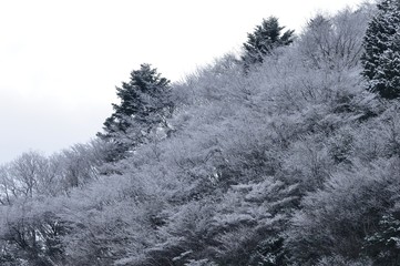 丹沢山地 4月の霧氷