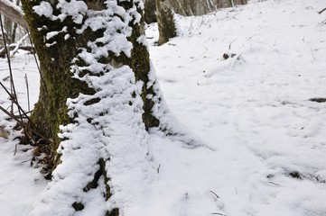 着雪