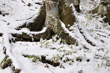 春雪のブナ林