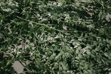 Beautiful agriculture