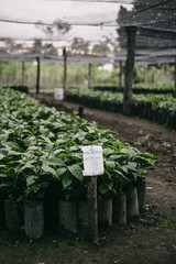 Beautiful agriculture