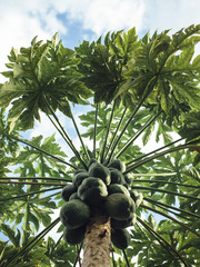 Papaya tree