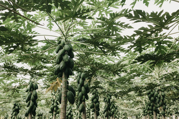 Papaya tree