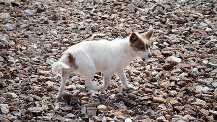 A dog running around the gravelly field.