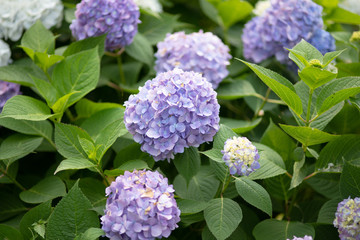 紫色のあじさいの花のアップ	