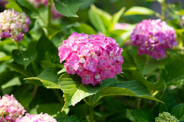 ピンク色のあじさいの花のアップ