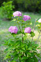 ピンク色のあじさいの花