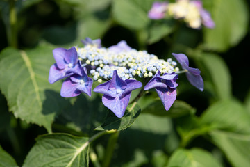 紫色のあじさいの花のアップ	