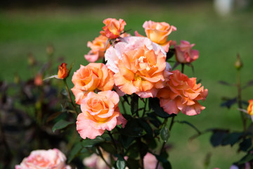 ピンクとオレンジのばら「ケニギンベアトリックス」の花のアップ	