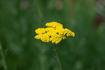 黄色いノコギリソウの花のアップ