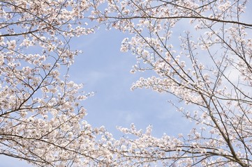 青空に咲く桜