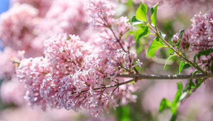 Spring or summer floral background with pink lilac flowers. Colorful floral composition with tender lilac branches - Syringa vulgaris. Shallow depth of field, selective focus.