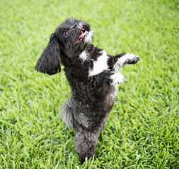 Adorable miniature shih tzu puppy dog, white and black with short fur