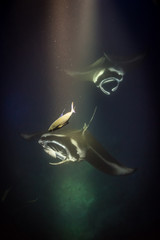 Manta Rays and Fish