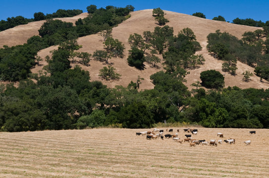 Cattle