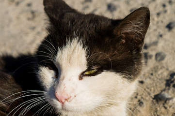 homeless black and white