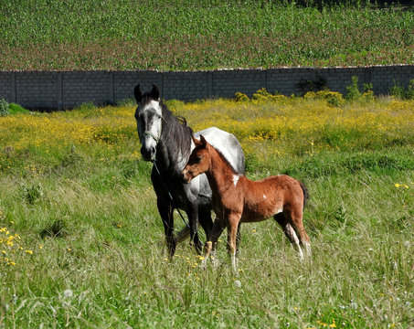 Caballo