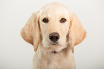 Close up of yellow lab puppy