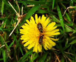 Foto macro © Luis