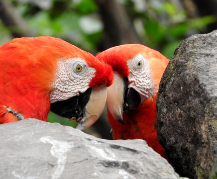 Guacamayo
