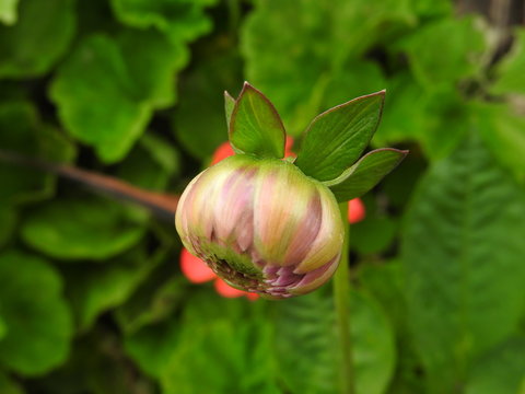 Foto macro