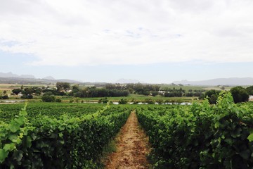 Fototapeta na wymiar South Africa Vineyard 