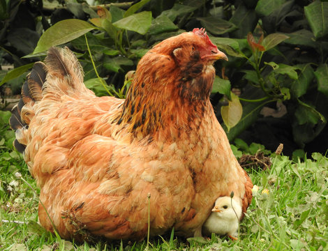 Gallina