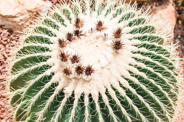 Golden Barrel Cactus or Echinocactus Grusonii Plant.