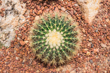 Golden Barrel Cactus or Echinocactus Grusonii Plant.