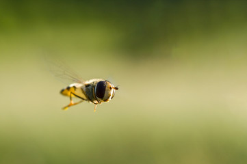 side of wild fly diptera syrphidae
