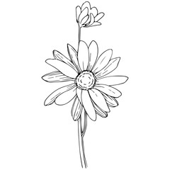 Daisy in a vector style isolated. Full name of the plant: Daisy. Vector flower for background, texture, wrapper pattern, frame or border.