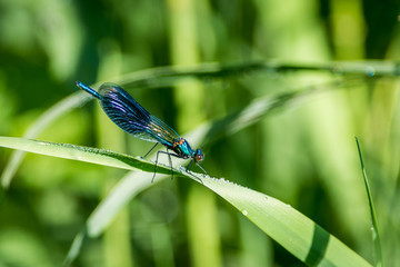 Dragonfly on grass