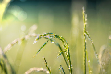 Grass with dew