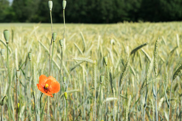 Getreidefeld / Mohnblume und Getreidefeld