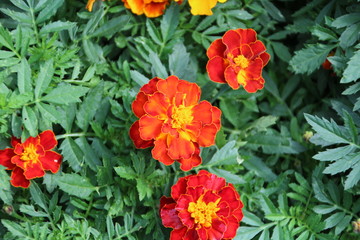 Close Up Of French Marigolds, Fort Edmonton Park, Edmonton, Alberta