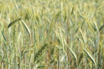 Landwirtschaft / Nahaufnahme von einem Getreidefeld