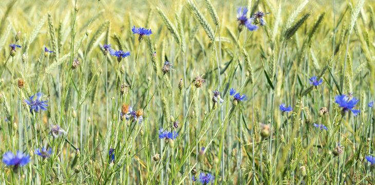 Getreidefeld / Getreidefeld mit Kornblumen