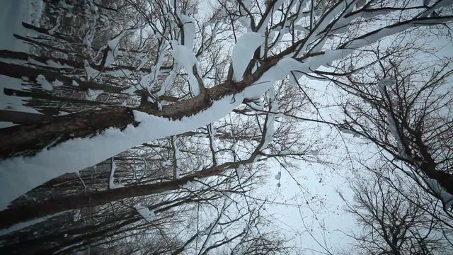 Forest in ukrain