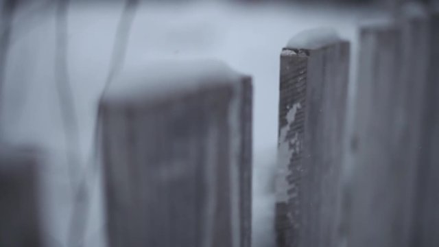 Snow on a fence