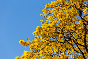 Autumn trees with yellow leaves in a forest or park