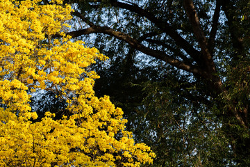Fototapeta premium Autumn trees with yellow leaves in a forest or park