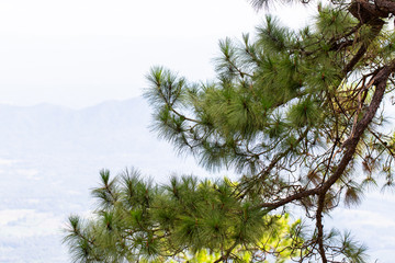 Pine tree isolated on white background. This has clipping path.