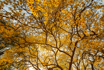 Autumn trees with yellow leaves in a forest or park