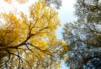 Autumn trees with yellow leaves in a forest or park
